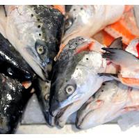 4838_6884 Fischköpfe, Fischreste zum Verkauf auf dem Hamburger Fischmarkt. | Altonaer Fischmarkt und Fischauktionshalle